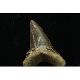 dent de requin: cretoxyrhina aff, Mantelli - turonien du Maroc