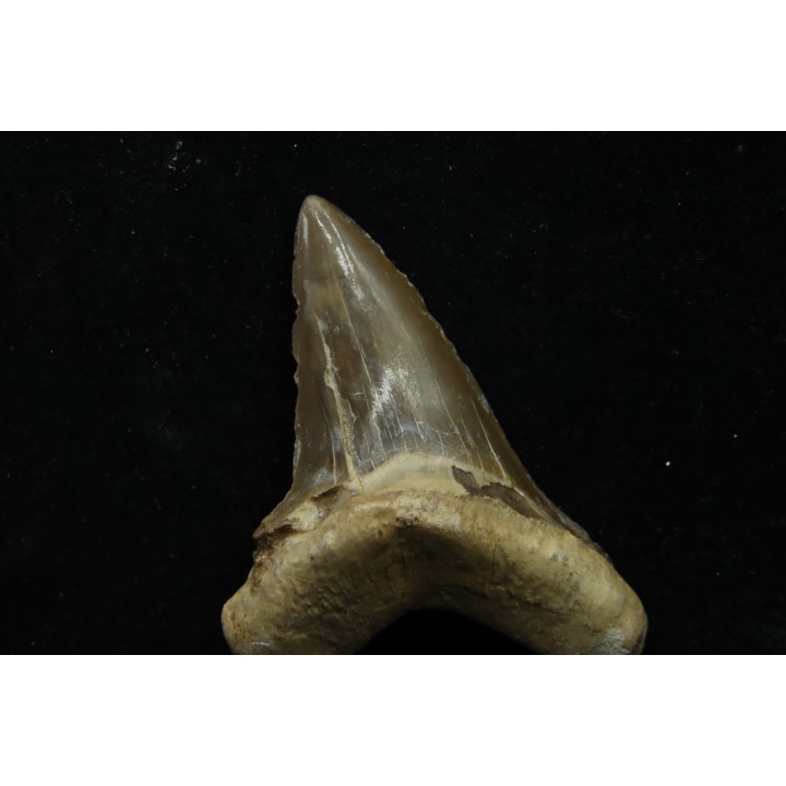 dent de requin: cretoxyrhina aff, Mantelli - turonien du Maroc
