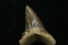 shark tooth: cretoxyrhina aff, Mantelli - turonian - MOROCCO
