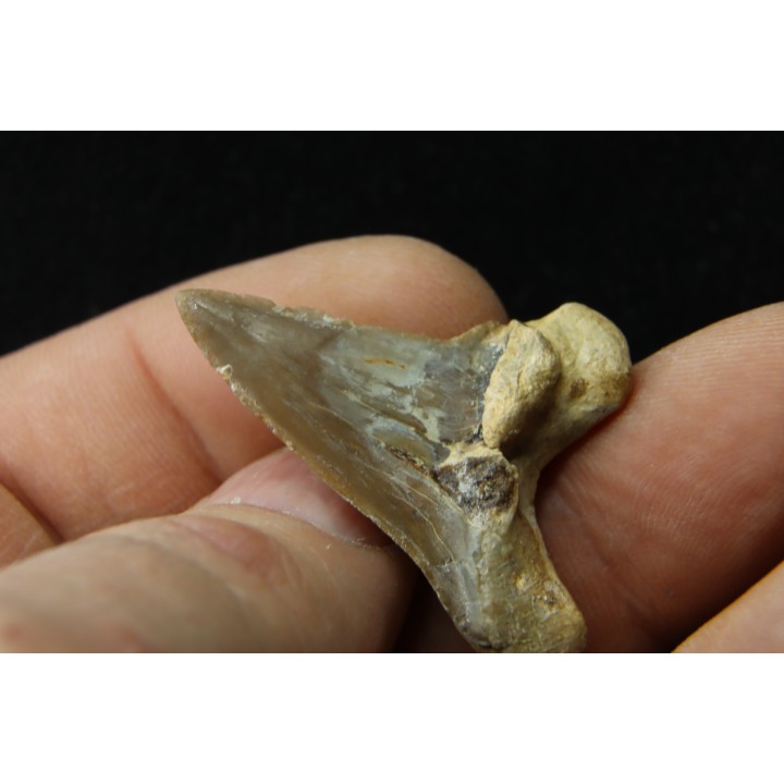 shark tooth: cretoxyrhina aff, Mantelli - turonian - MOROCCO