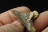 shark tooth: cretoxyrhina aff, Mantelli - turonian - MOROCCO