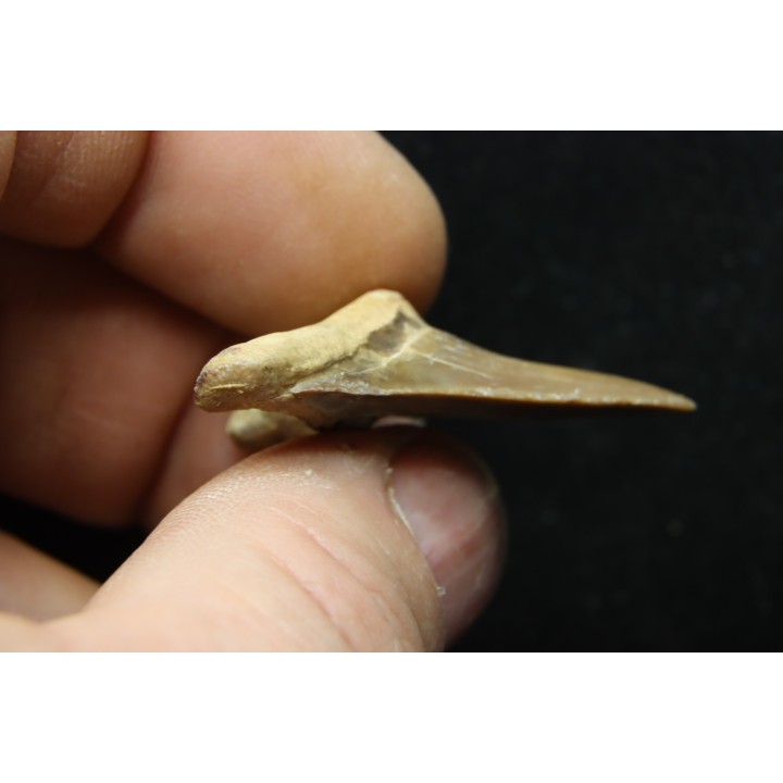 dent de requin: cretoxyrhina aff, Mantelli - turonien du Maroc