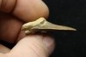shark tooth: cretoxyrhina aff, Mantelli - turonian - MOROCCO