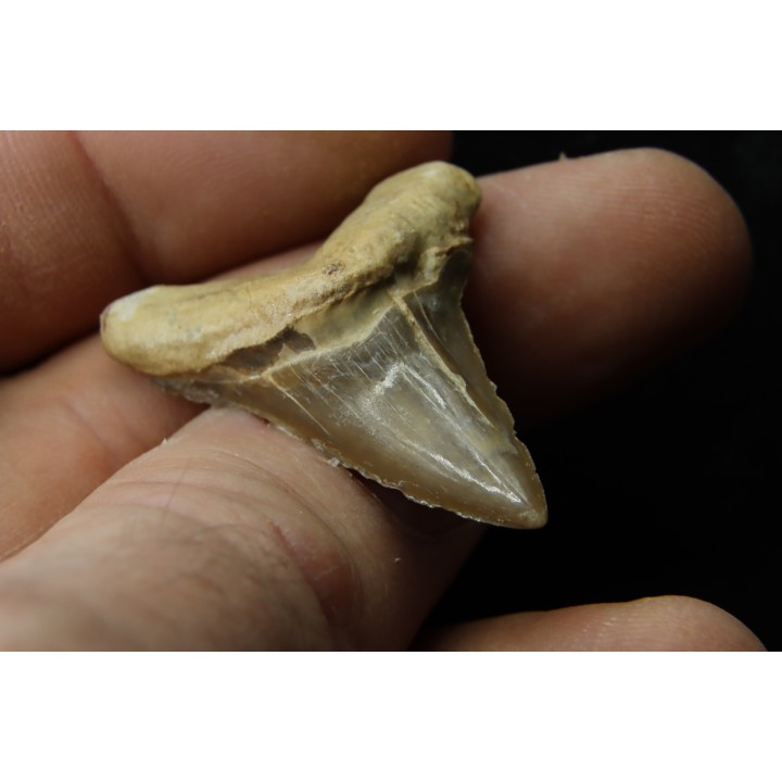 shark tooth: cretoxyrhina aff, Mantelli - turonian - MOROCCO