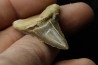 shark tooth: cretoxyrhina aff, Mantelli - turonian - MOROCCO