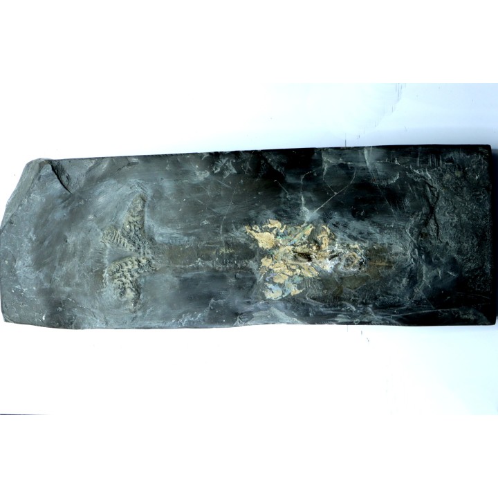 bélemnite: Duvalia dilatata - upper Valanginian - Alpes de haute Provence - France