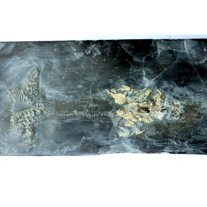 Phragmoteuthis conocauda - toarcien inférieur - carrière fischer, Holzmaden - conservé avec "crochets" des bras, RARE!