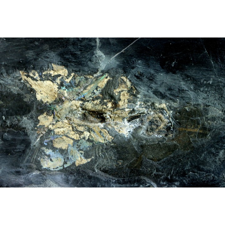 Phragmoteuthis conocauda - toarcien inférieur - carrière fischer, Holzmaden - conservé avec "crochets" des bras, RARE!