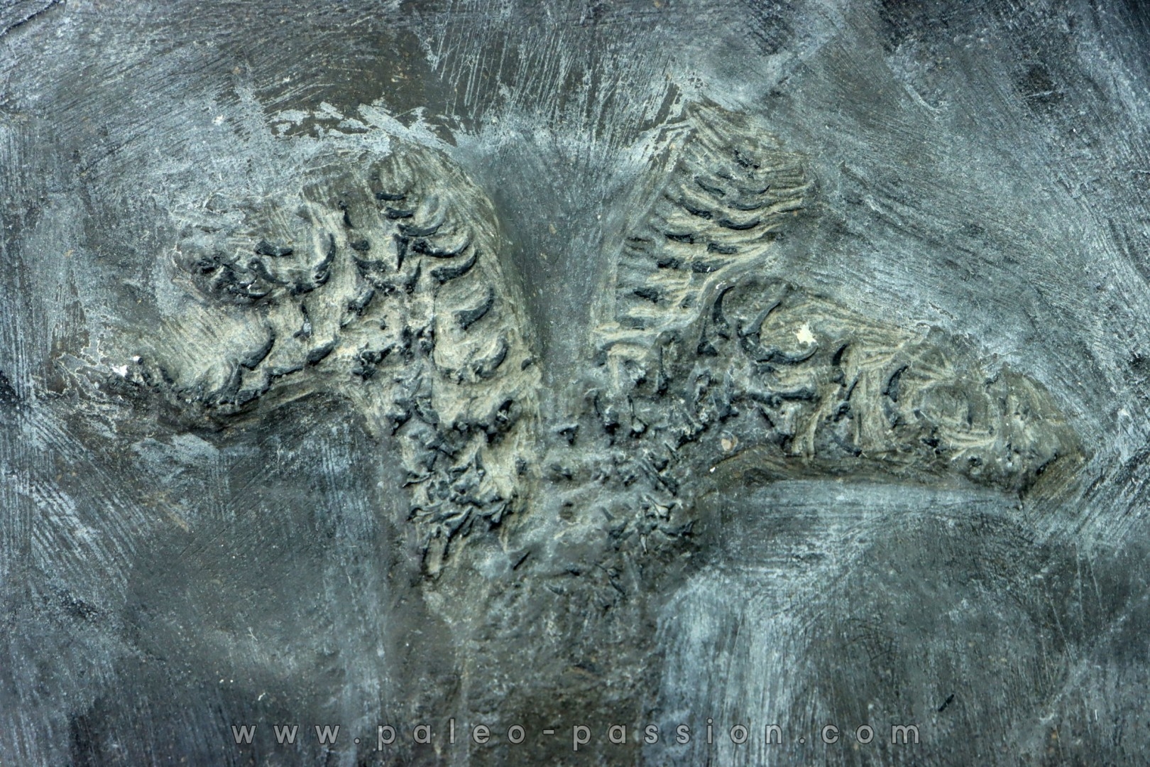 bélemnite: Duvalia dilatata - upper Valanginian - Alpes de haute Provence - France