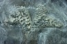Phragmoteuthis conocauda - toarcien inférieur - carrière fischer, Holzmaden - conservé avec "crochets" des bras, RARE!
