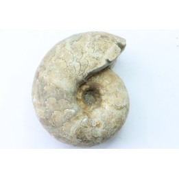 Vascoceras glabrum (BARBER 1957) - Cénomanien supérieur - Haute-Bénoué - Nigéria