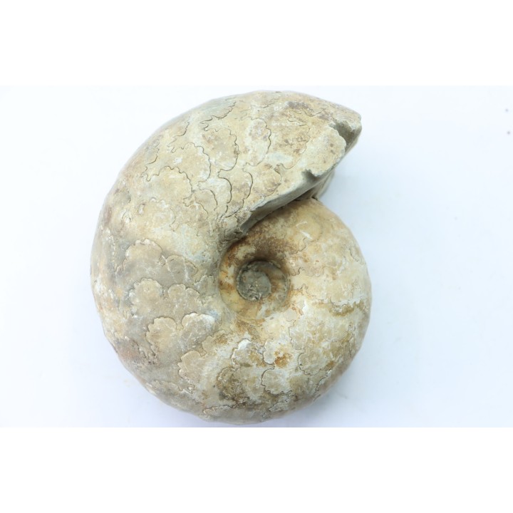 Vascoceras glabrum - upper Cenomanian - Haute-Bénoué - Nigéria