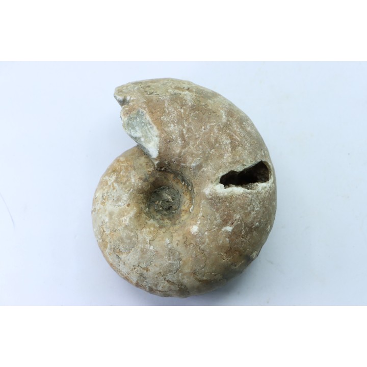 Vascoceras glabrum - upper Cenomanian - Haute-Bénoué - Nigéria