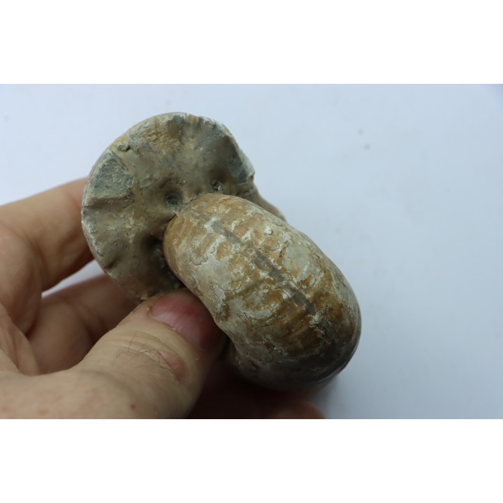 Vascoceras glabrum - upper Cenomanian - Haute-Bénoué - Nigéria