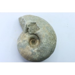 Vascoceras glabrum (BARBER 1957) - Cénomanien supérieur - Haute-Bénoué - Nigéria
