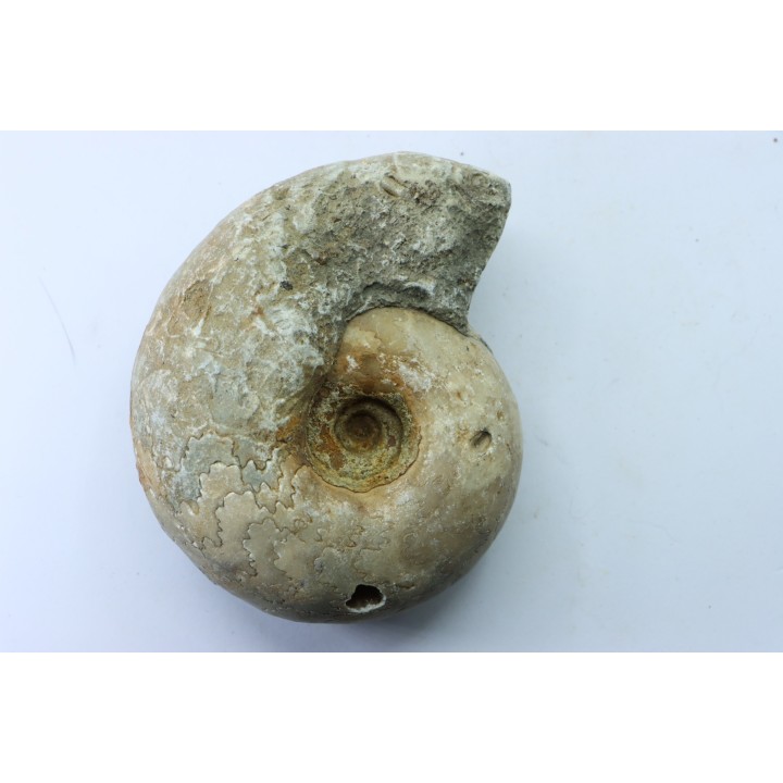 Vascoceras glabrum - upper Cenomanian - Haute-Bénoué - Nigéria
