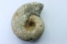 Vascoceras glabrum - upper Cenomanian - Haute-Bénoué - Nigéria
