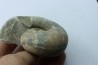 Vascoceras glabrum - upper Cenomanian - Haute-Bénoué - Nigéria