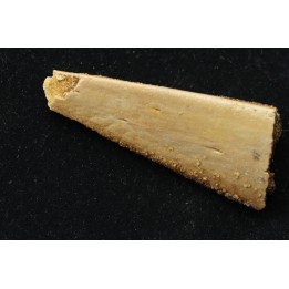 MANDIBULE (partielle) DE PTEROSAURE: APATORHAMPHUS GYROSTEGA - CENOMANIEN - Kem Kem , MAROC