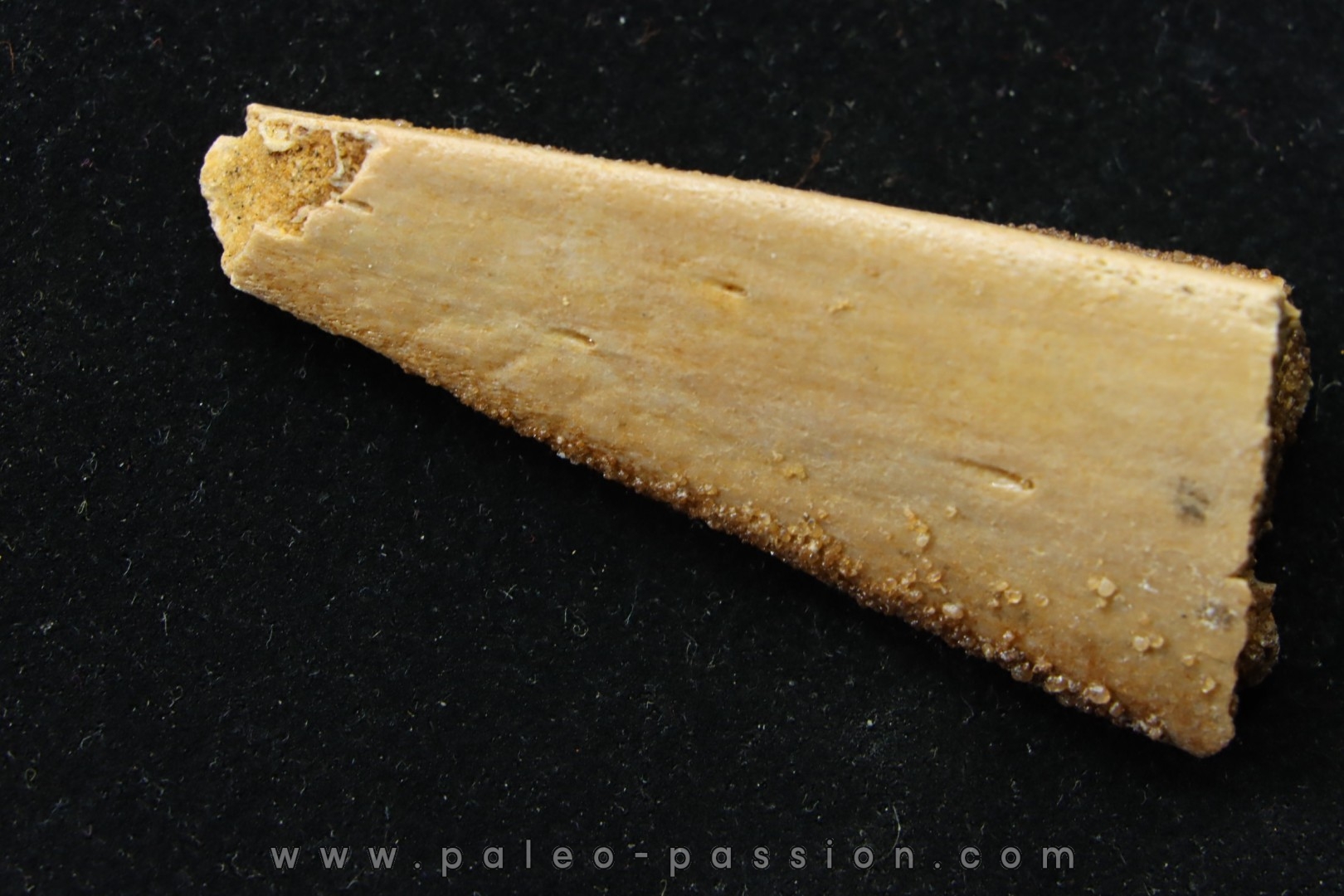 PTEROSAUR partial jaw : APATORHAMPHUS GYROSTEGA - CENOMANIAN - Kem Kem , Morocco