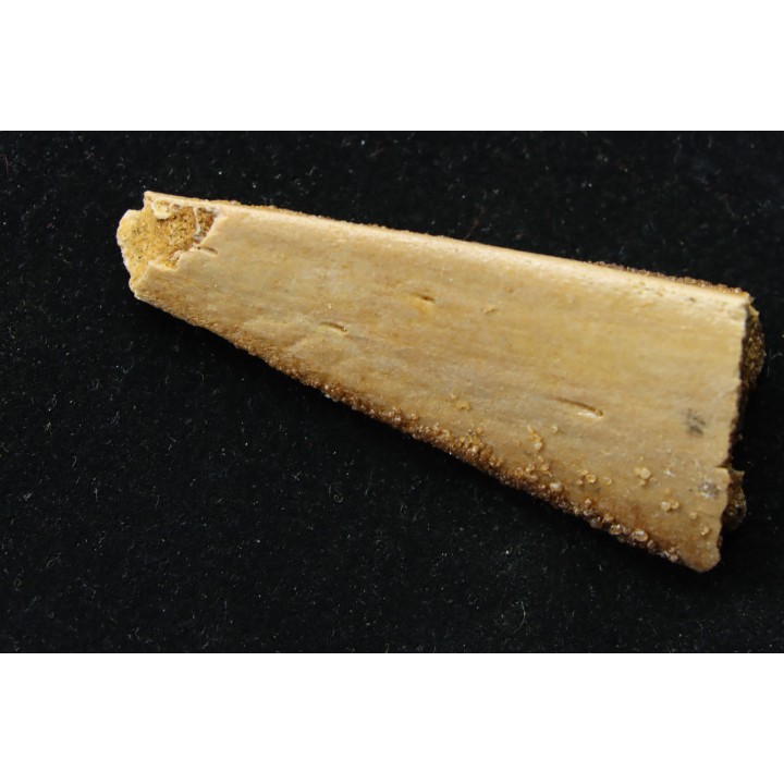 PTEROSAUR partial jaw : APATORHAMPHUS GYROSTEGA - CENOMANIAN - Kem Kem , Morocco