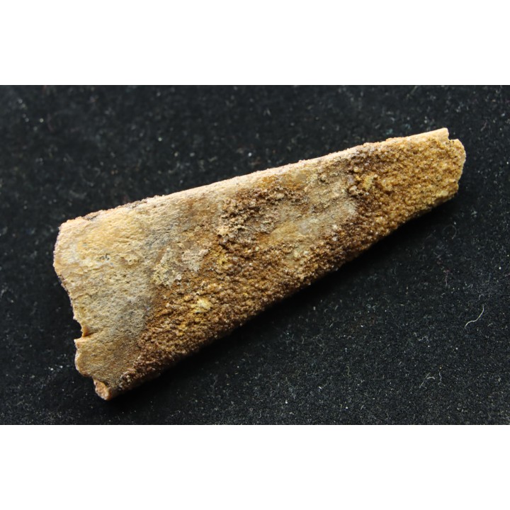 PTEROSAUR partial jaw : APATORHAMPHUS GYROSTEGA - CENOMANIAN - Kem Kem , Morocco