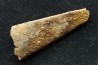 PTEROSAUR partial jaw : APATORHAMPHUS GYROSTEGA - CENOMANIAN - Kem Kem , Morocco