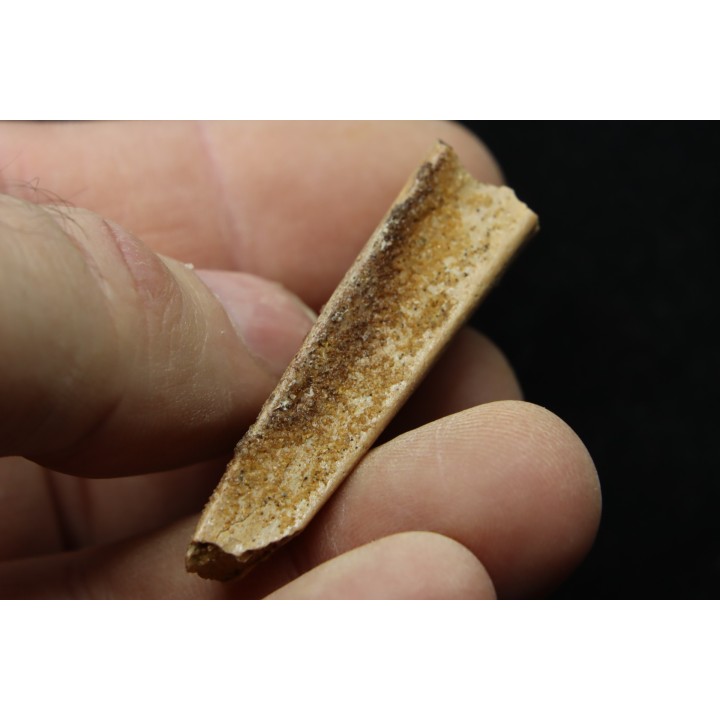 PTEROSAUR partial jaw : APATORHAMPHUS GYROSTEGA - CENOMANIAN - Kem Kem , Morocco