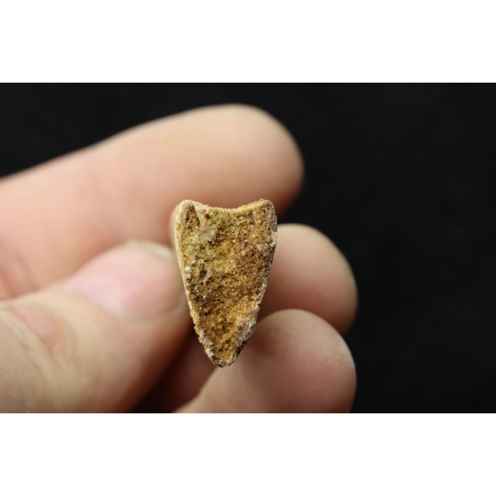 PTEROSAUR partial jaw : APATORHAMPHUS GYROSTEGA - CENOMANIAN - Kem Kem , Morocco