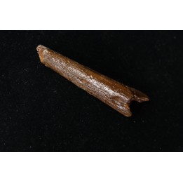 BEC (partiel) DE PTEROSAURE: ALANQA SAHARICA - CENOMANIEN - Kem Kem , MAROC