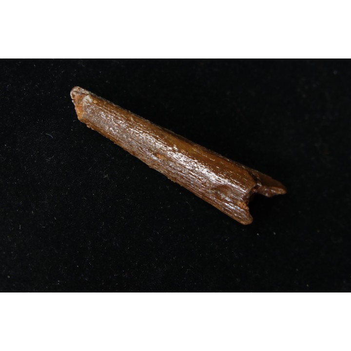 PTEROSAUR partial rostrum: ALANQA SAHARICA - CENOMANIAN - Kem Kem , Morocco