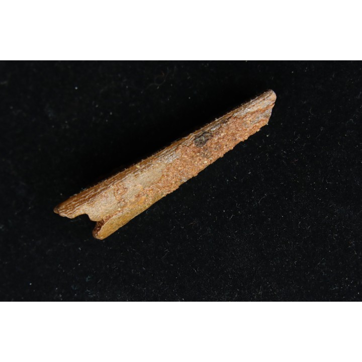 PTEROSAUR partial rostrum: ALANQA SAHARICA - CENOMANIAN - Kem Kem , Morocco
