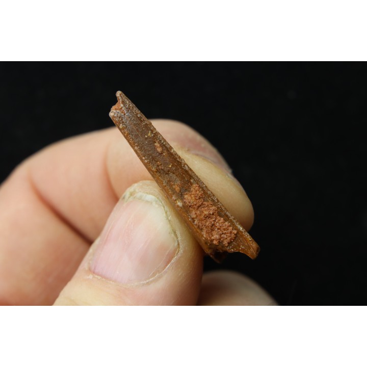 PTEROSAUR partial rostrum: ALANQA SAHARICA - CENOMANIAN - Kem Kem , Morocco