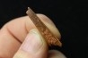 PTEROSAUR partial rostrum: ALANQA SAHARICA - CENOMANIAN - Kem Kem , Morocco