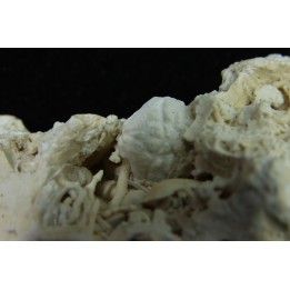 Crabe: DROMIOPSIS ELEGANS - paléocène - DANEMARK