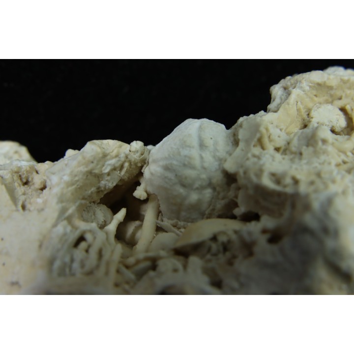 Crab: DROMIOPSIS ELEGANS - Danian - DANEMARK