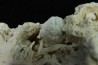 Crabe: DROMIOPSIS ELEGANS - paléocène - DANEMARK