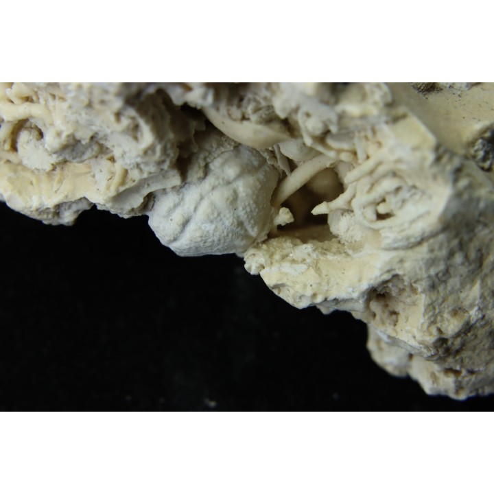 Crab: DROMIOPSIS ELEGANS - Danian - DANEMARK