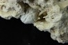 Crab: DROMIOPSIS ELEGANS - Danian - DANEMARK
