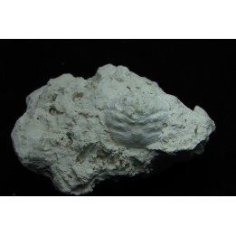 Crab: DROMIOPSIS ELEGANS - Danian - DANEMARK
