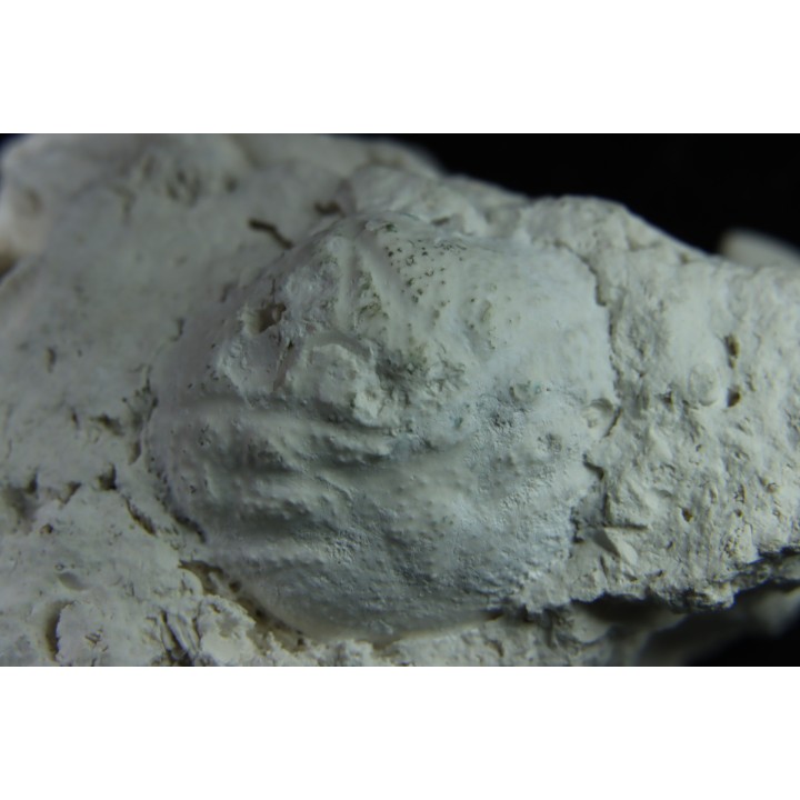 Crab: DROMIOPSIS ELEGANS - Danian - DANEMARK