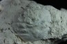 Crab: DROMIOPSIS ELEGANS - Danian - DANEMARK