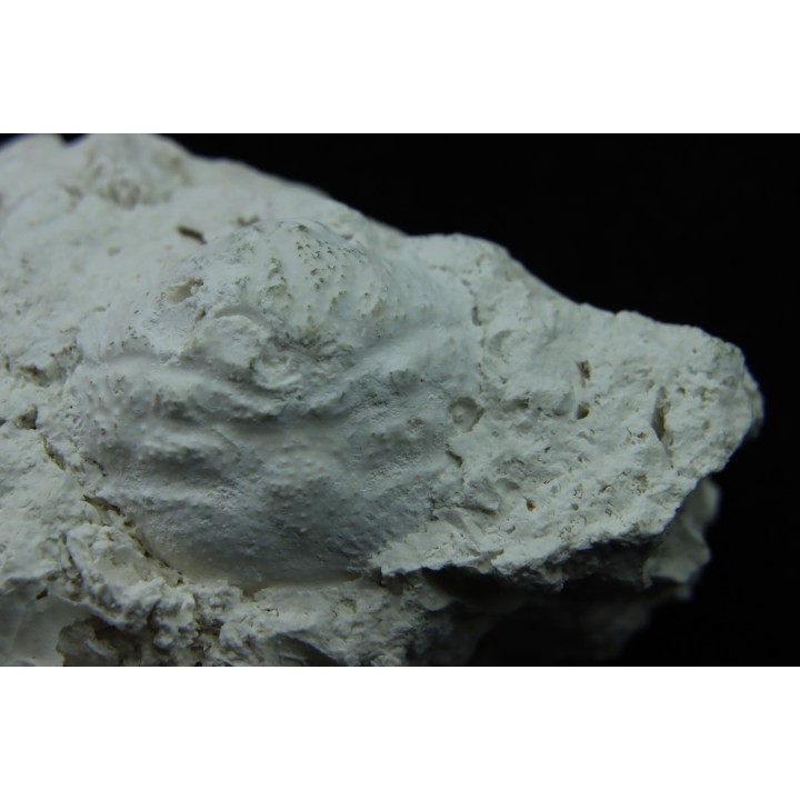 Crab: DROMIOPSIS ELEGANS - Danian - DANEMARK