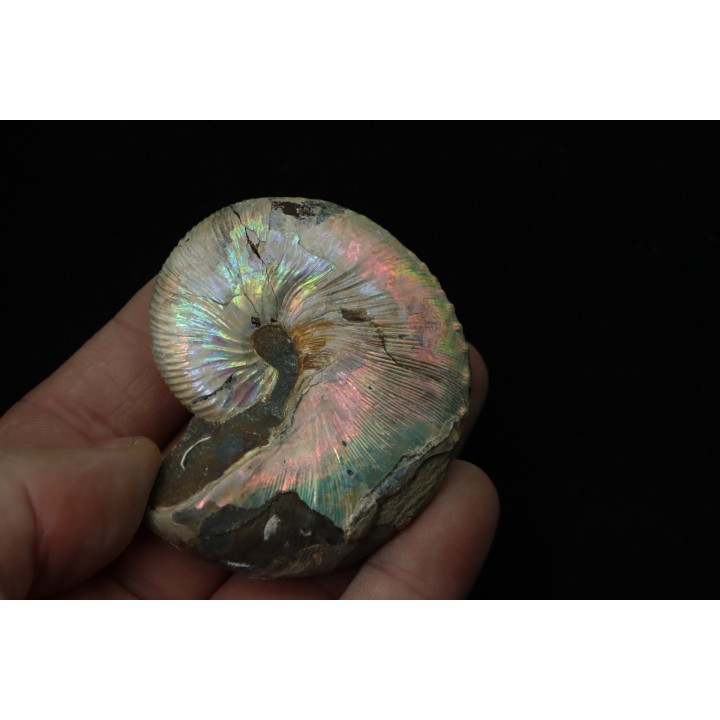 Hoploscaphites nicolletii - Maastrichtian - Dakota - USA