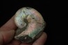 Hoploscaphites nicolletii - Maestrichtien - Dakota - USA