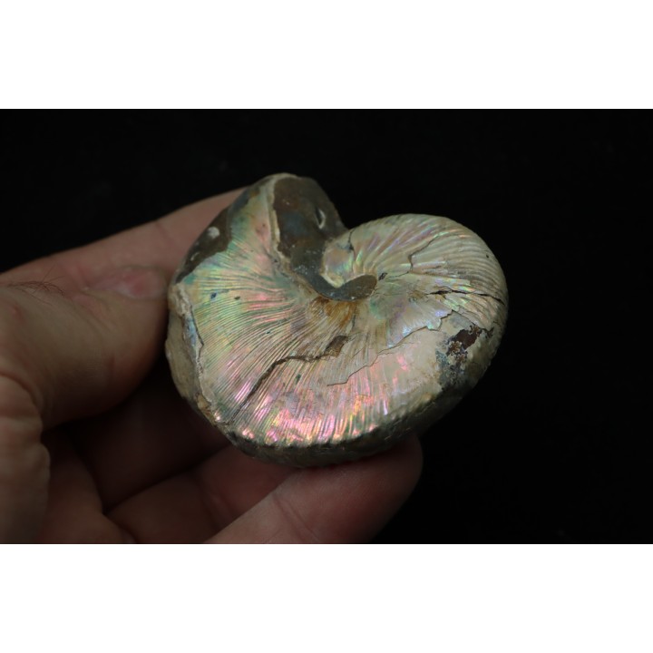 Hoploscaphites nicolletii - Maastrichtian - Dakota - USA