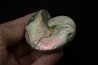Hoploscaphites nicolletii - Maestrichtien - Dakota - USA