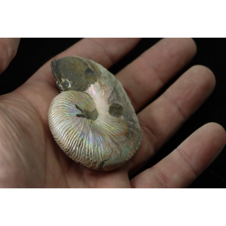 Hoploscaphites nicolletii - Maestrichtien - Dakota - USA