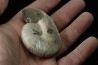 Hoploscaphites nicolletii - Maestrichtien - Dakota - USA
