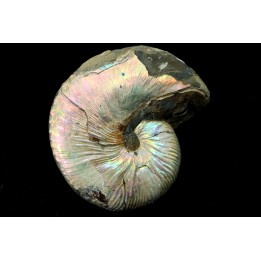 Hoploscaphites nicolletii - Maestrichtien - Dakota - USA